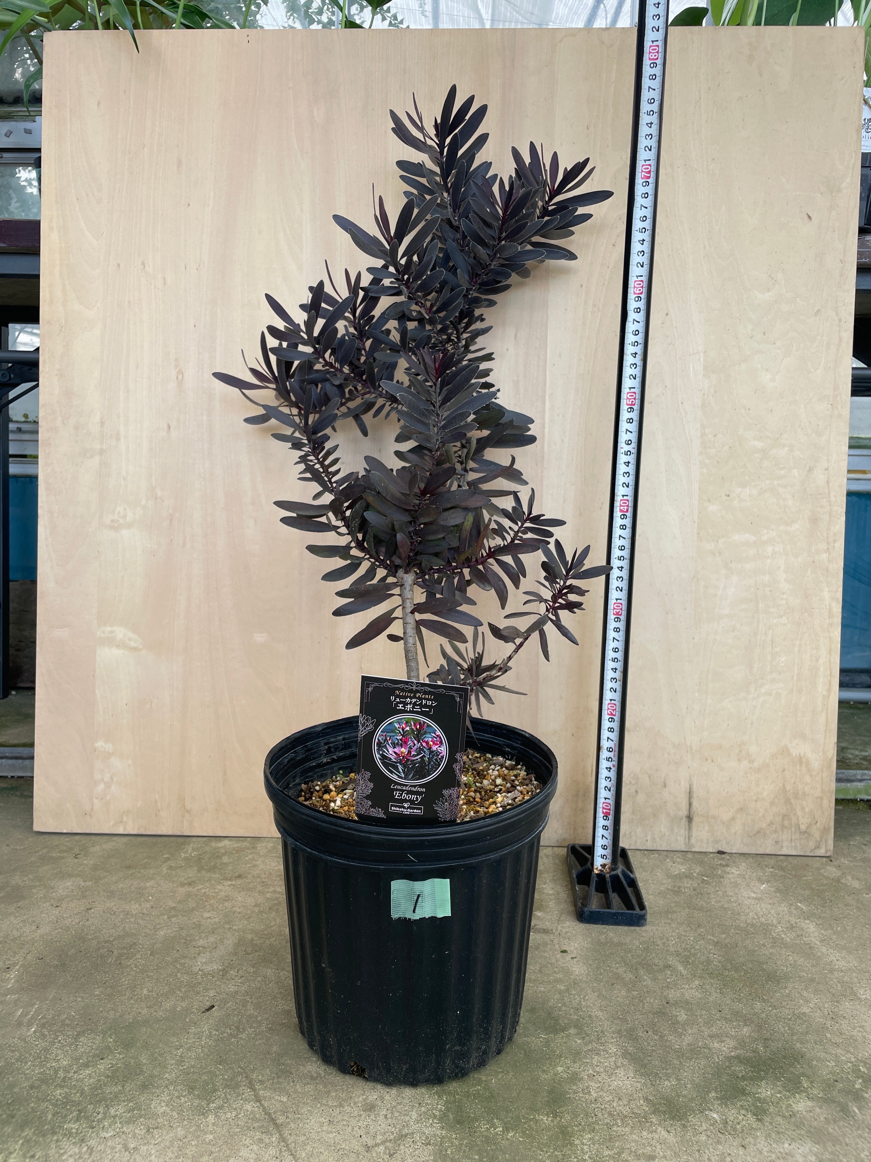 Pickup 全ての商品 – 植物家族