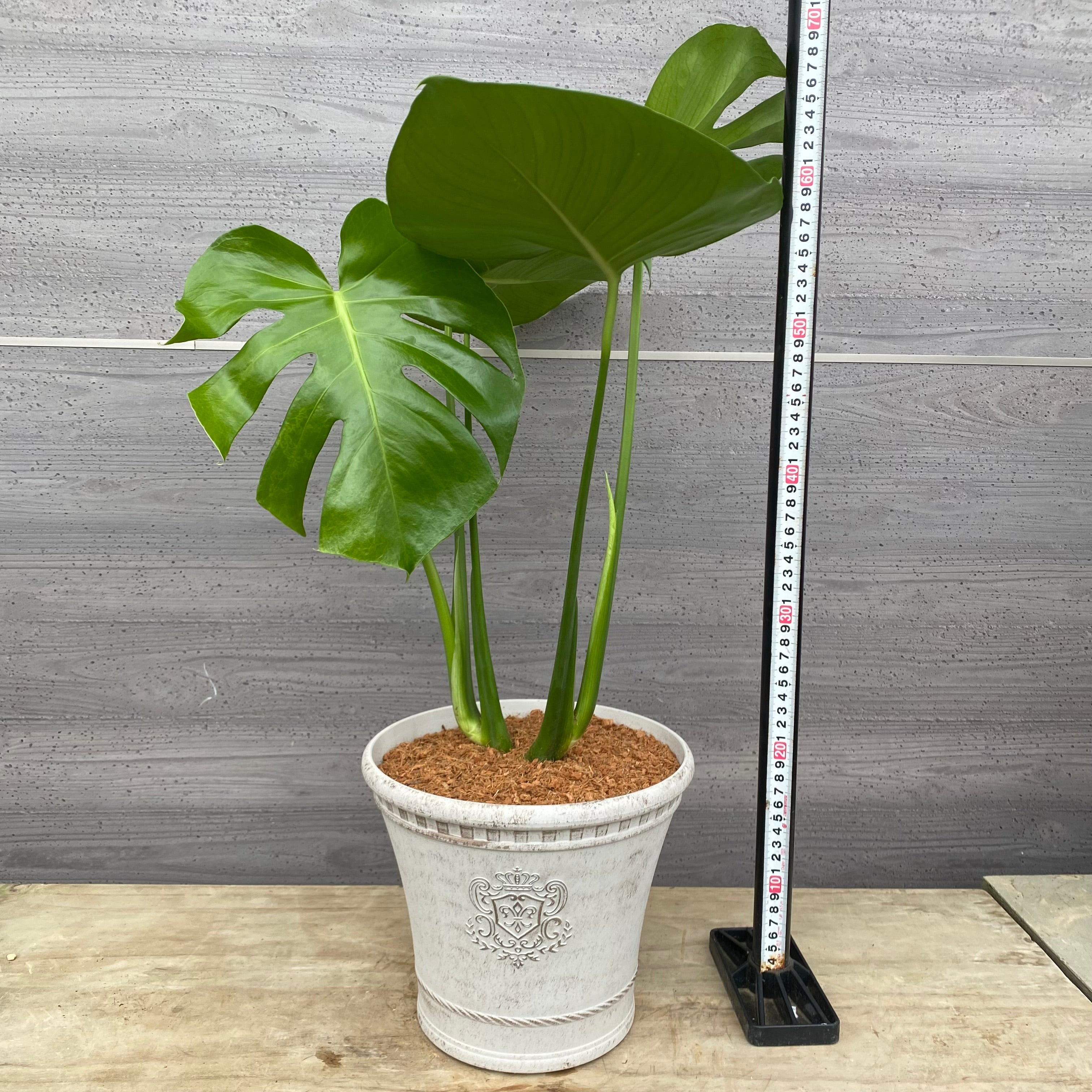 植物 – 植物家族