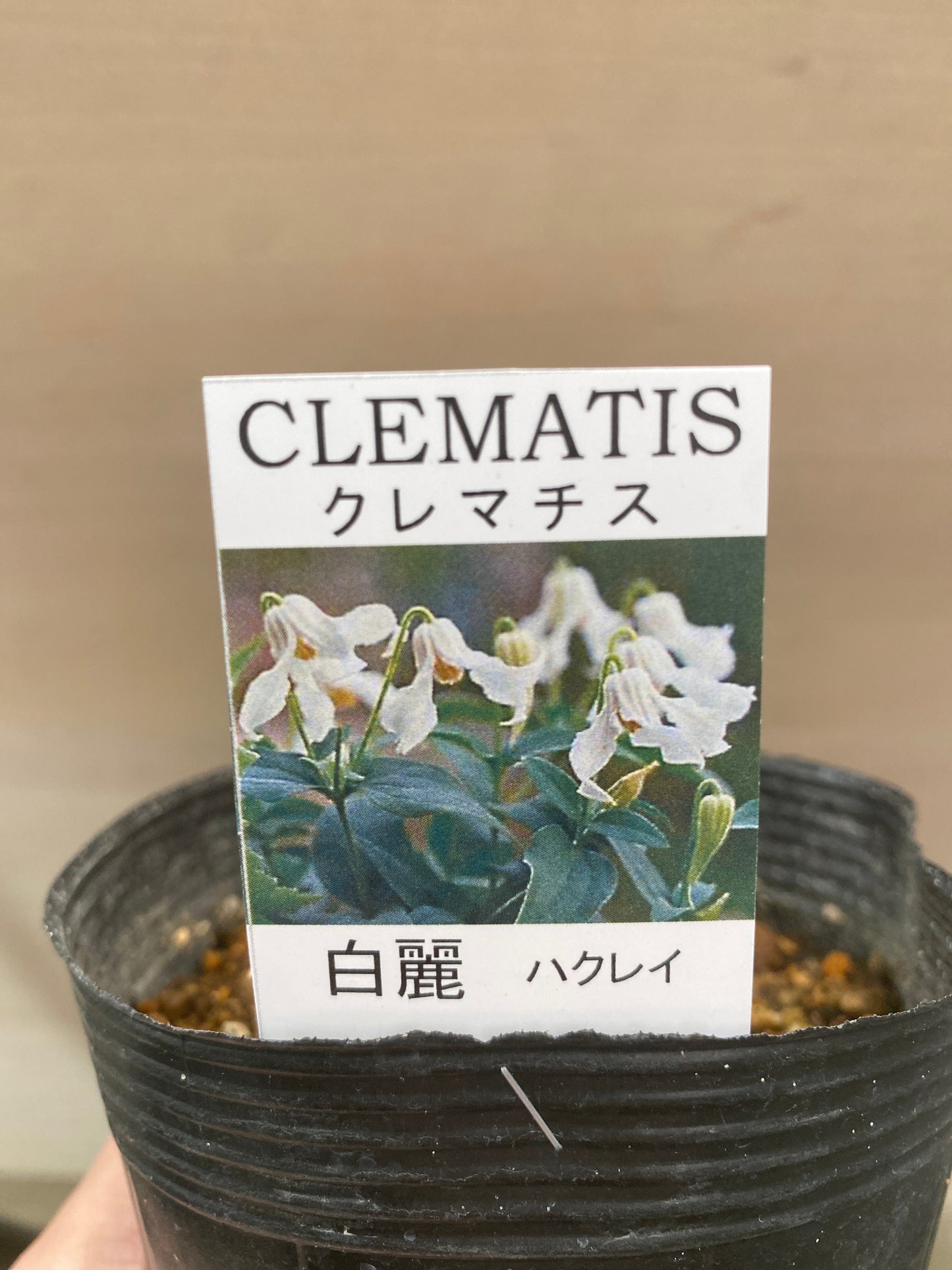 No.03017　クレマチス　白麗　3.5号苗ポット