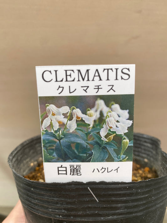 No.03017　クレマチス　白麗　3.5号苗ポット