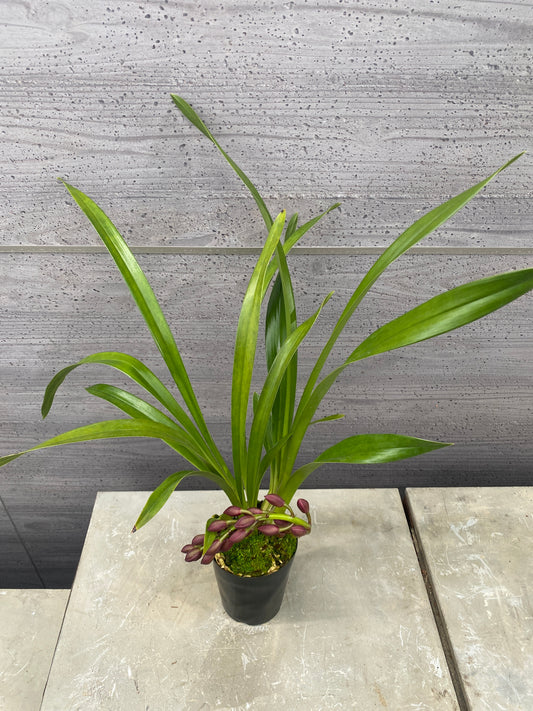 石田蘭園★和蘭　フォアゴットンフルーツ(香る蘭)　蘭用肥料プレゼント