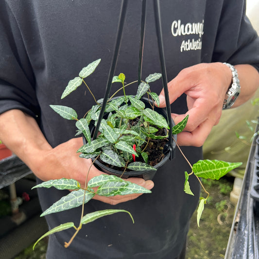 URBAN JUNGLE特集★U41　タイワンカズラ　吊り鉢