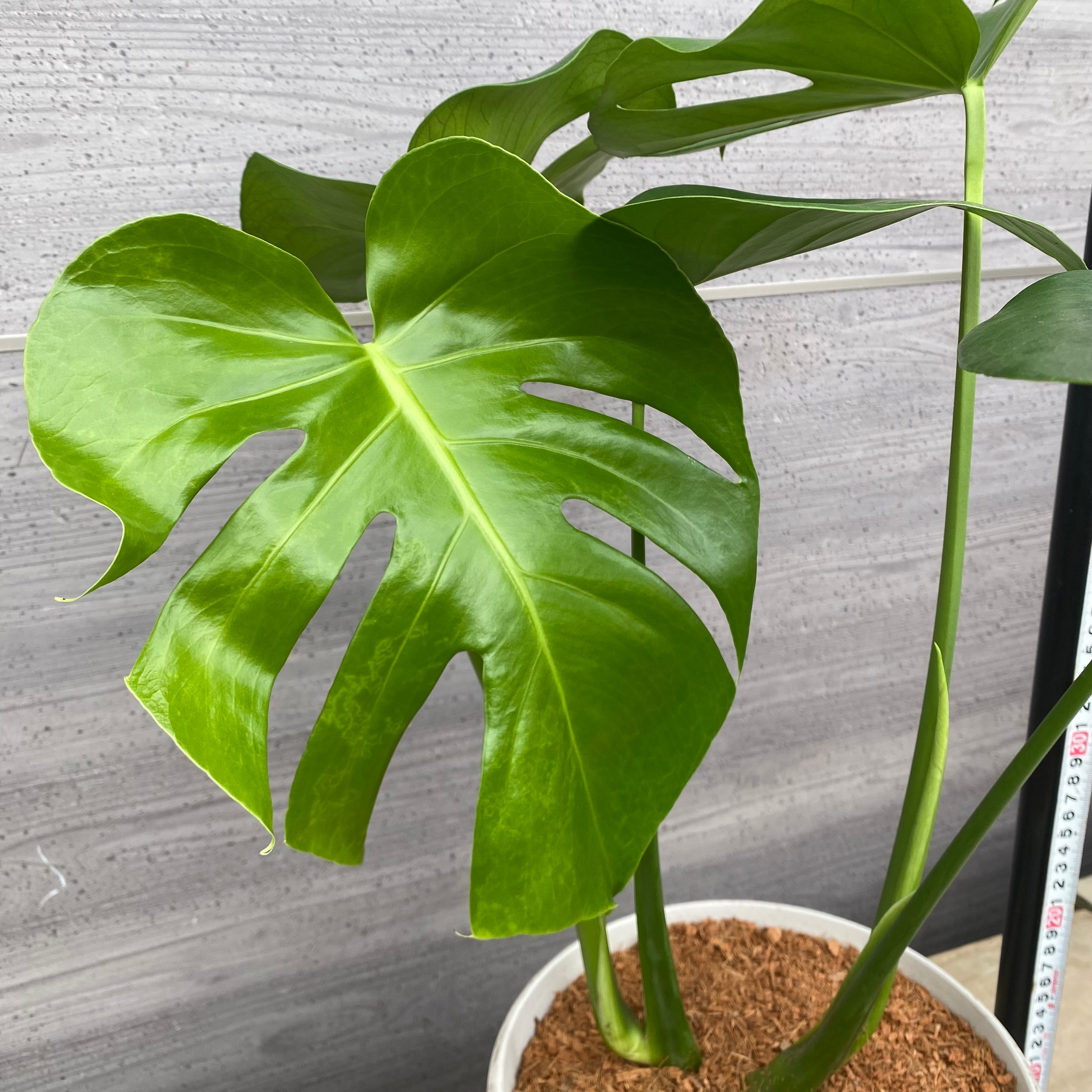 植物 – 植物家族