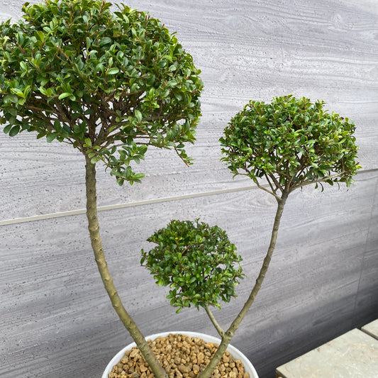 No.19003　キンメツゲ　3本仕立て　ホワイトプラ鉢