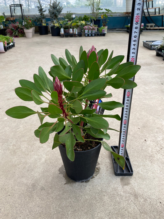 No.28032 キングプロテア リトルプリンス 5号鉢