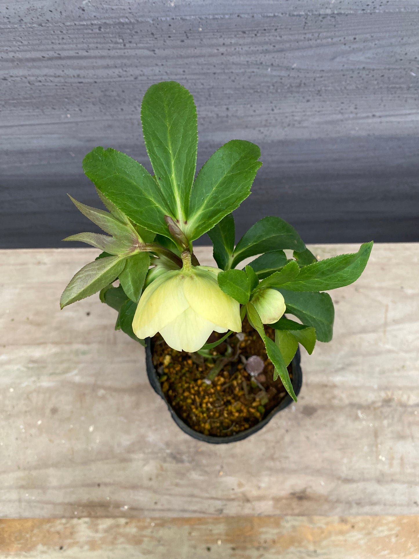 No.05129　横山園芸★クリスマスローズ　プリマドレス　5号苗ポット