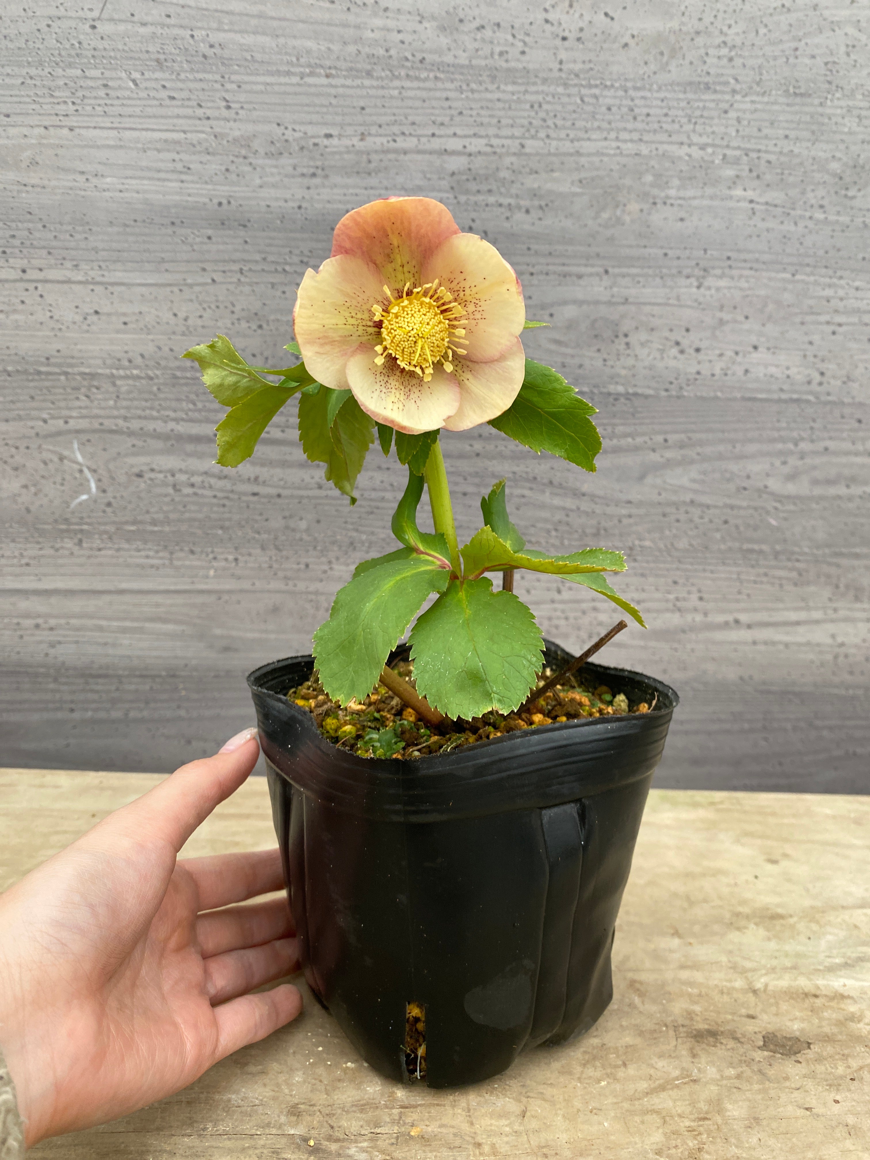 Pickup 全ての商品 – 植物家族