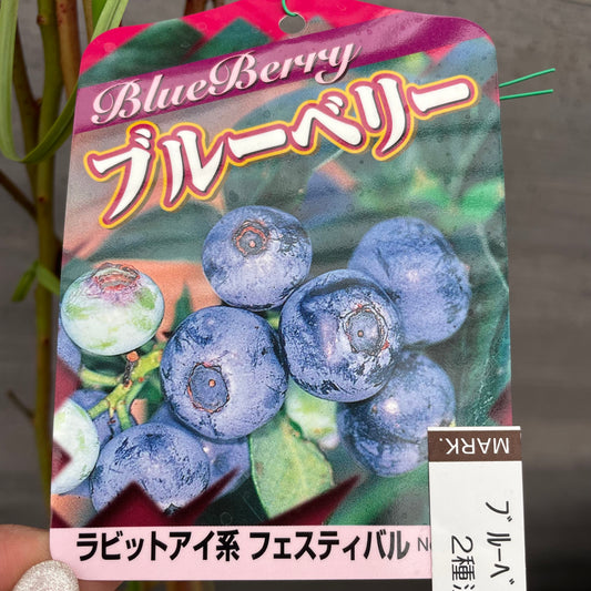 ブルーベリー(ラビットアイ系)2種混合植え 5号鉢