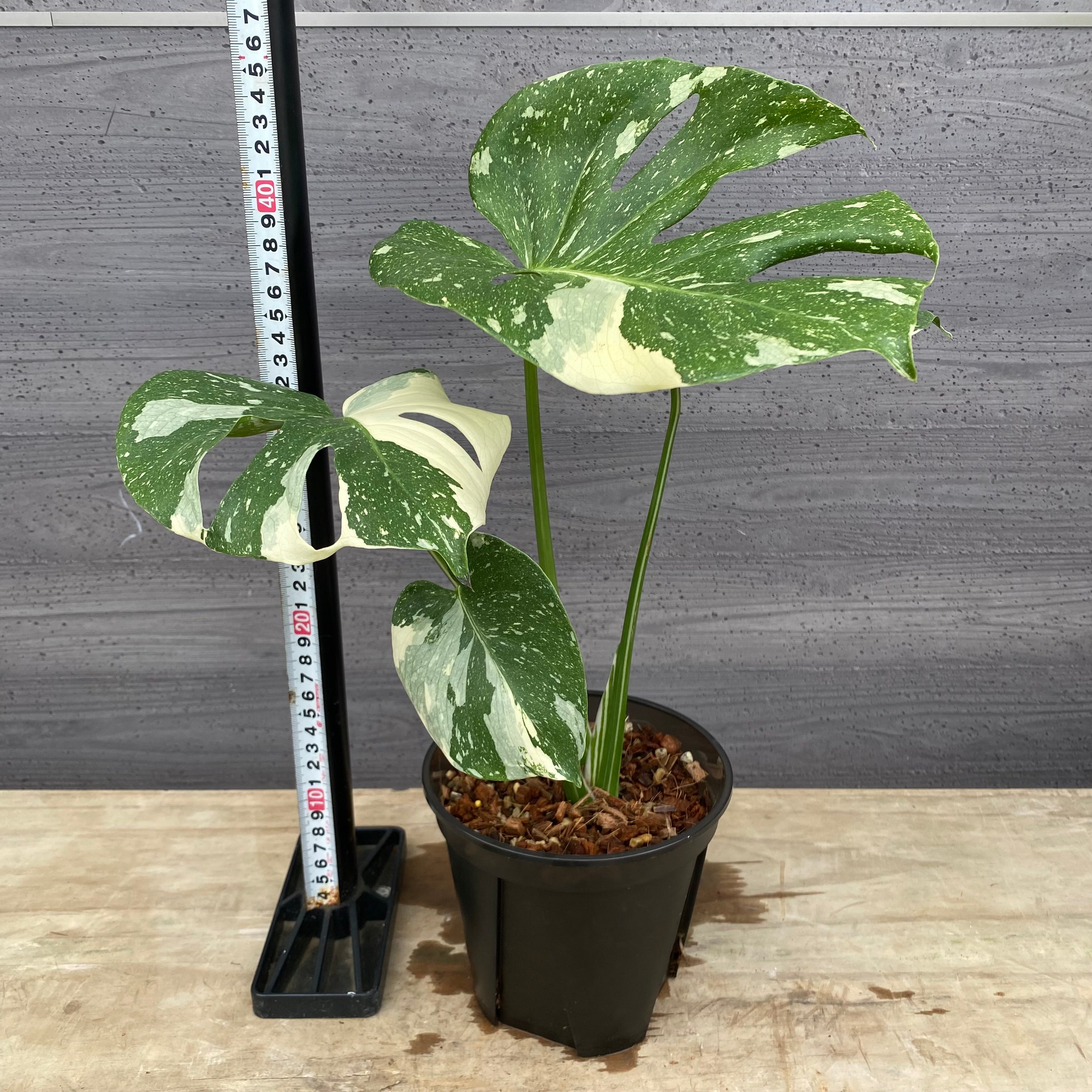 商品 – 植物家族