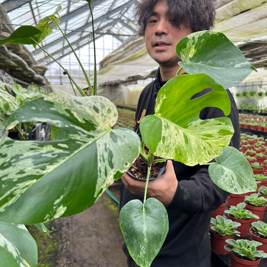 URBAN JUNGLE特集★U14　モンステラ　バルボサ　4号鉢