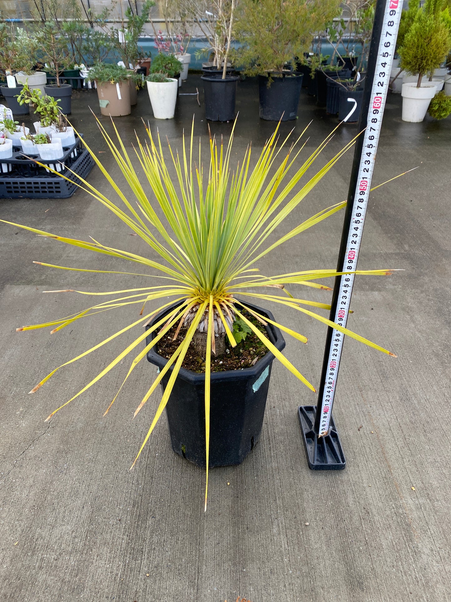 農場創業祭 No.26058　ユッカ　ロストラータ　8号鉢