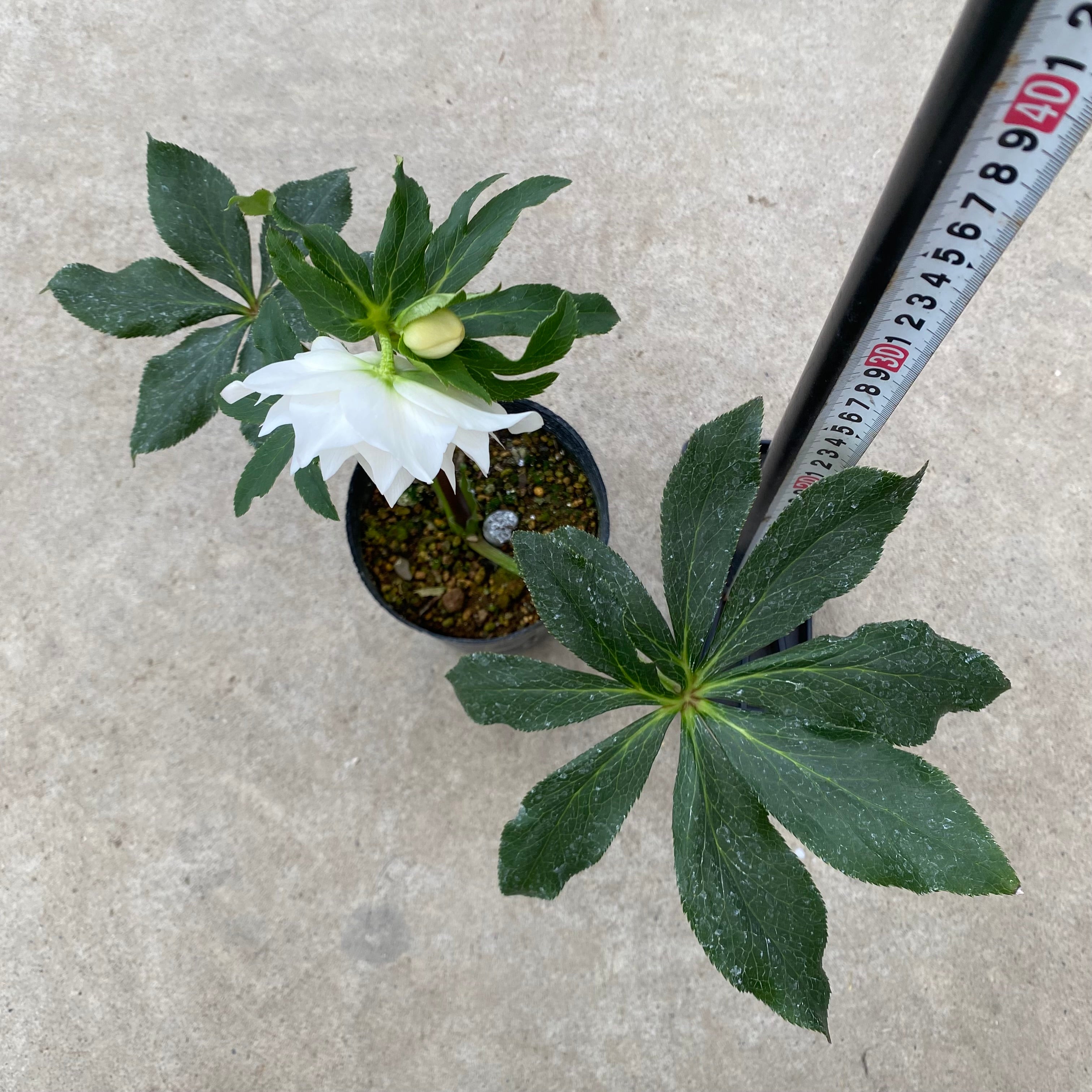 ぱぺこ「歳末セール」クリスマスローズ 小苗 SDノスタルジア×DDいろは ぱぺこ様専用「歳末セール」クリスマスローズ 小苗 SDノスタルジア×DD