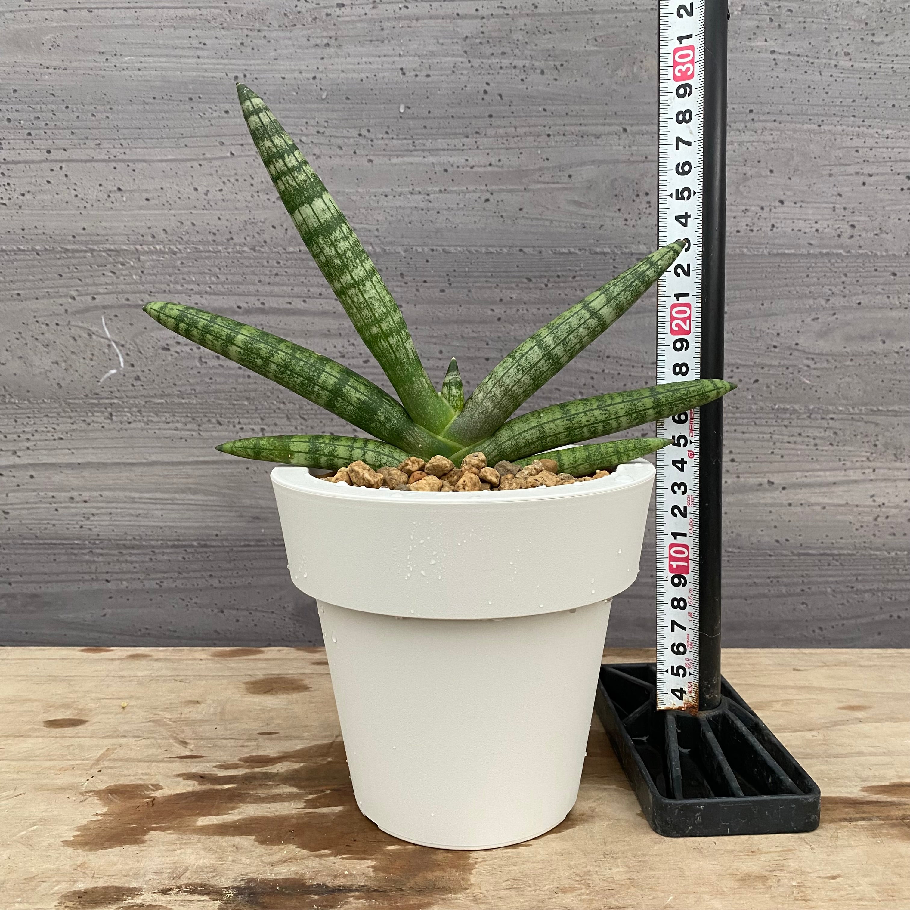マウイ　８種植物おまとめ 植物家族