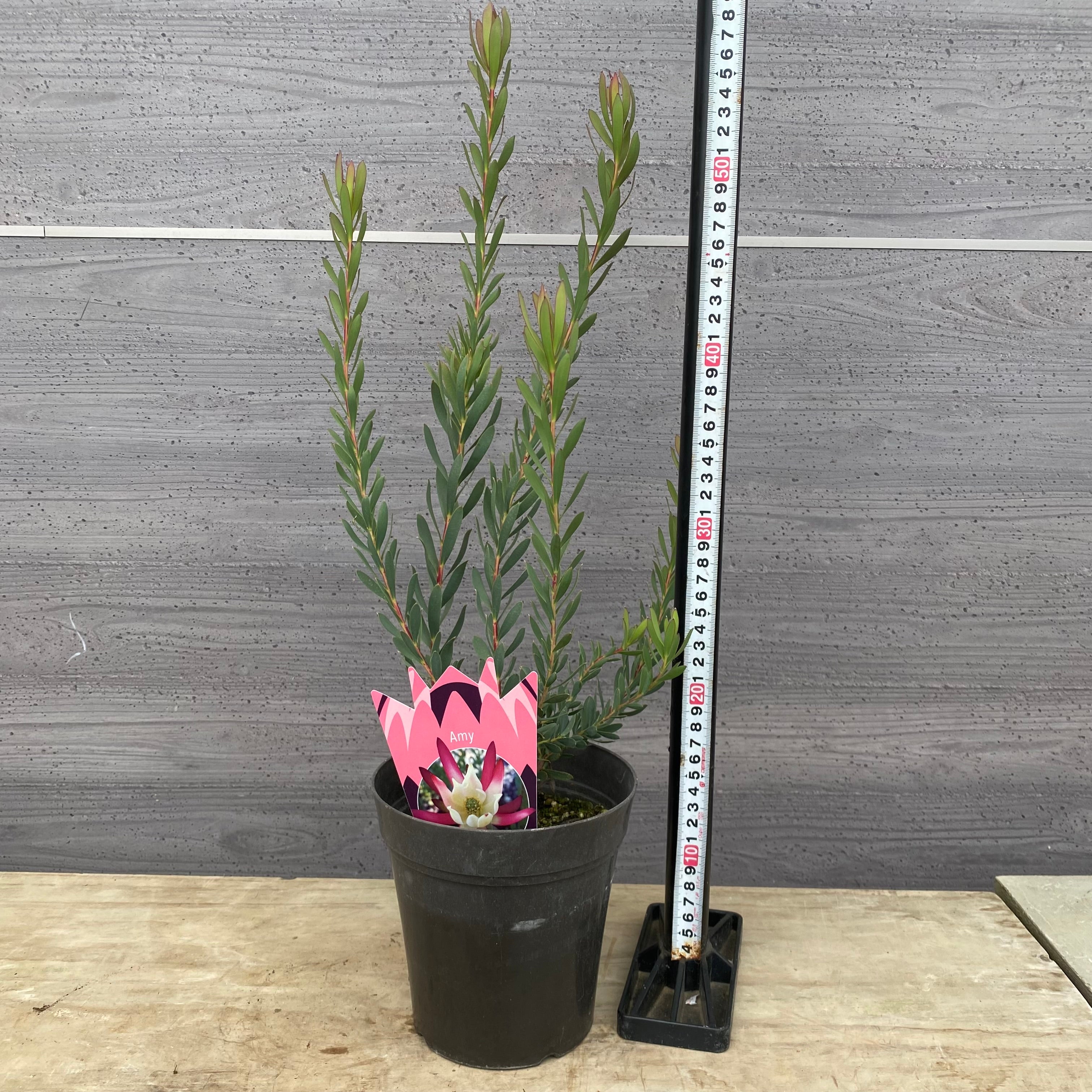 Pickup 全ての商品 – 植物家族