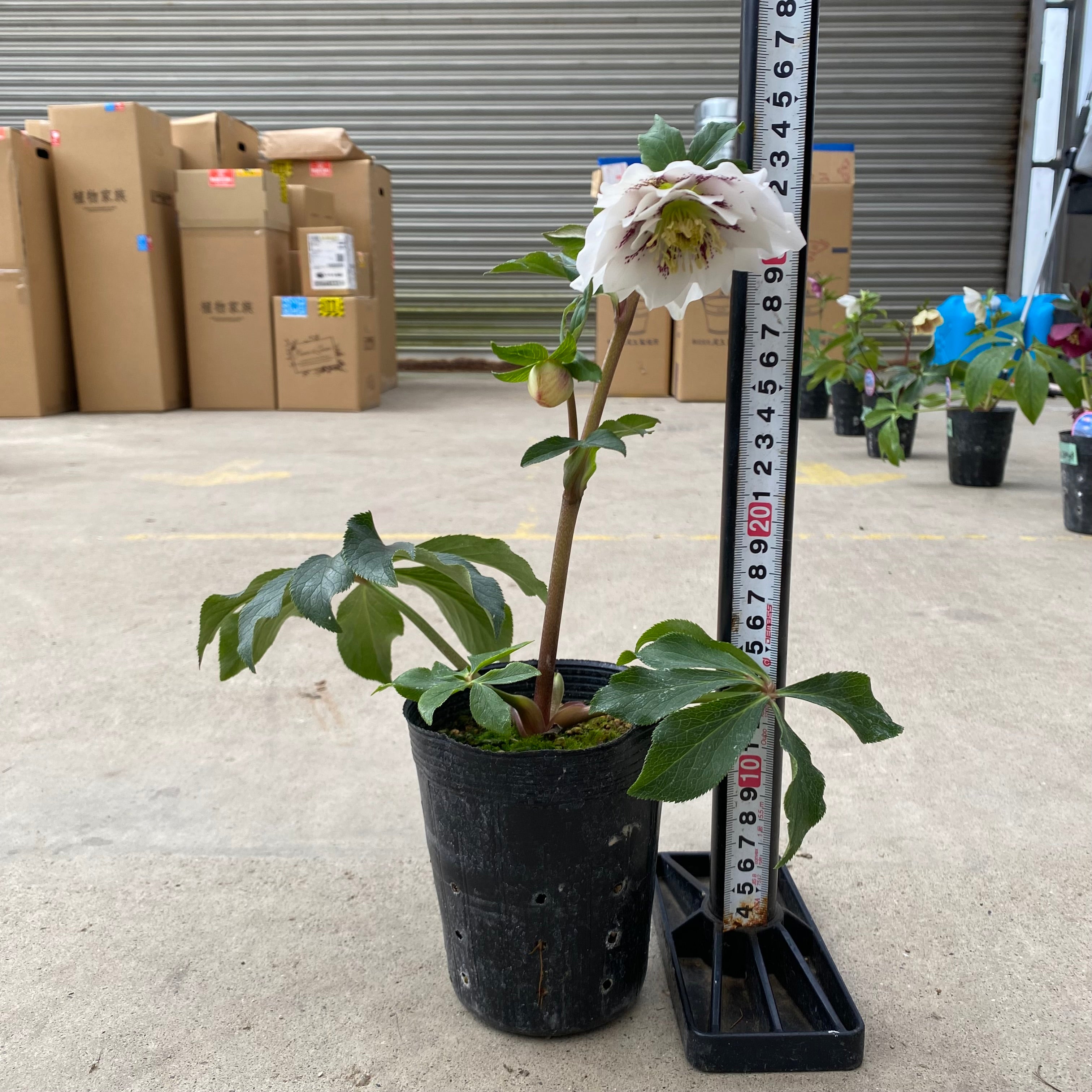 20074 クリスマスローズ ダブル咲き 3.5号苗ポット – 植物家族