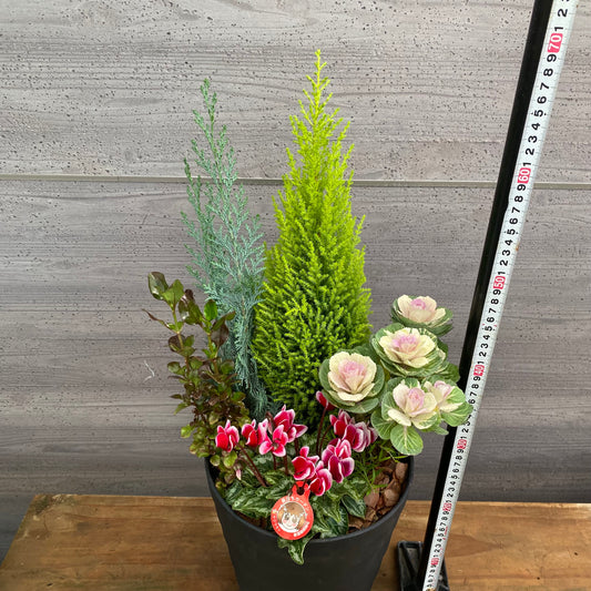 市場仕入れ即売会　No.25092　寄せ植え　8号鉢