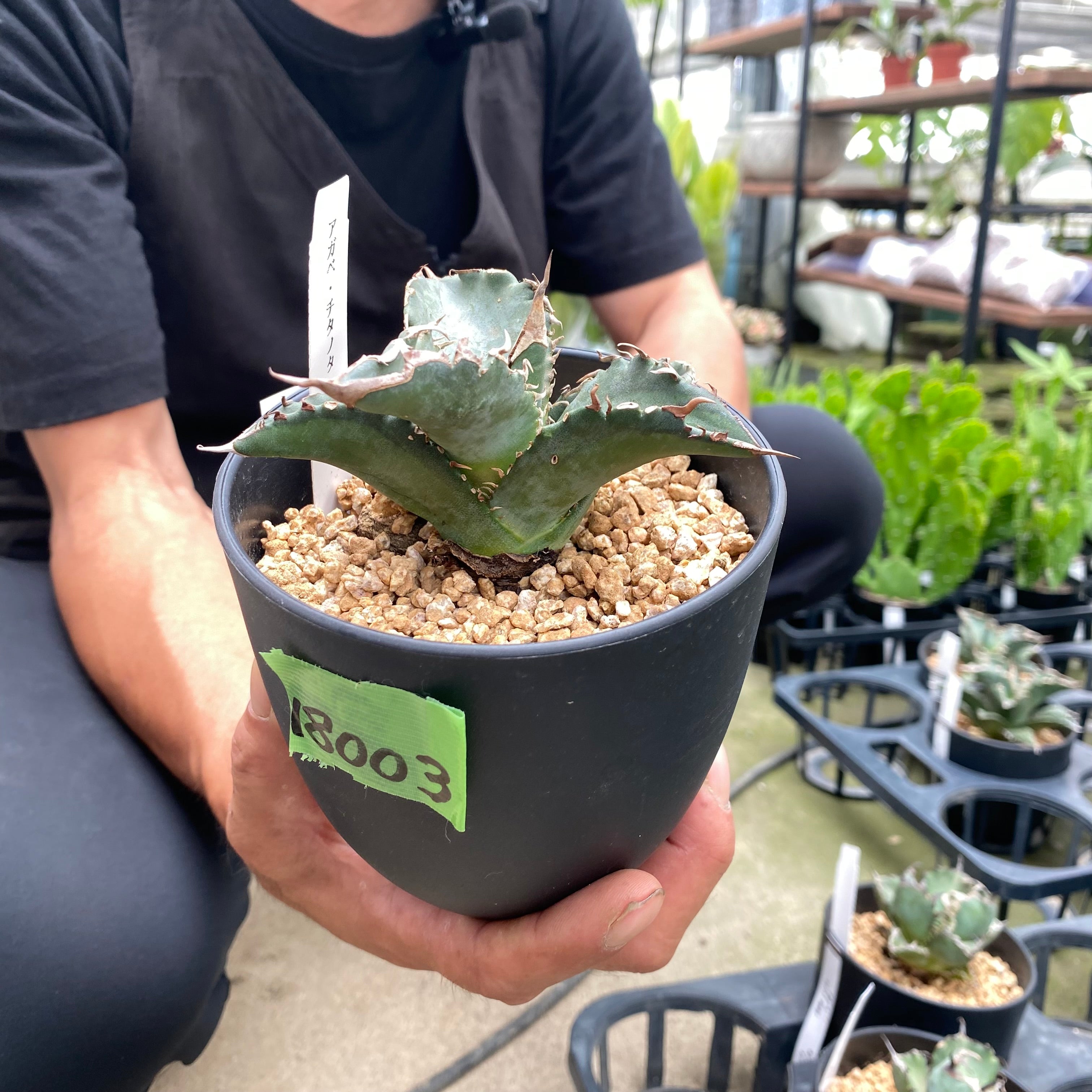Pickup 全ての商品 – 植物家族