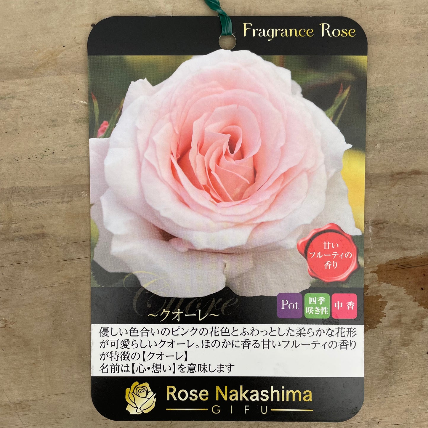 ローズなかしま★フレグランスローズ　クオーレ　5号鉢
