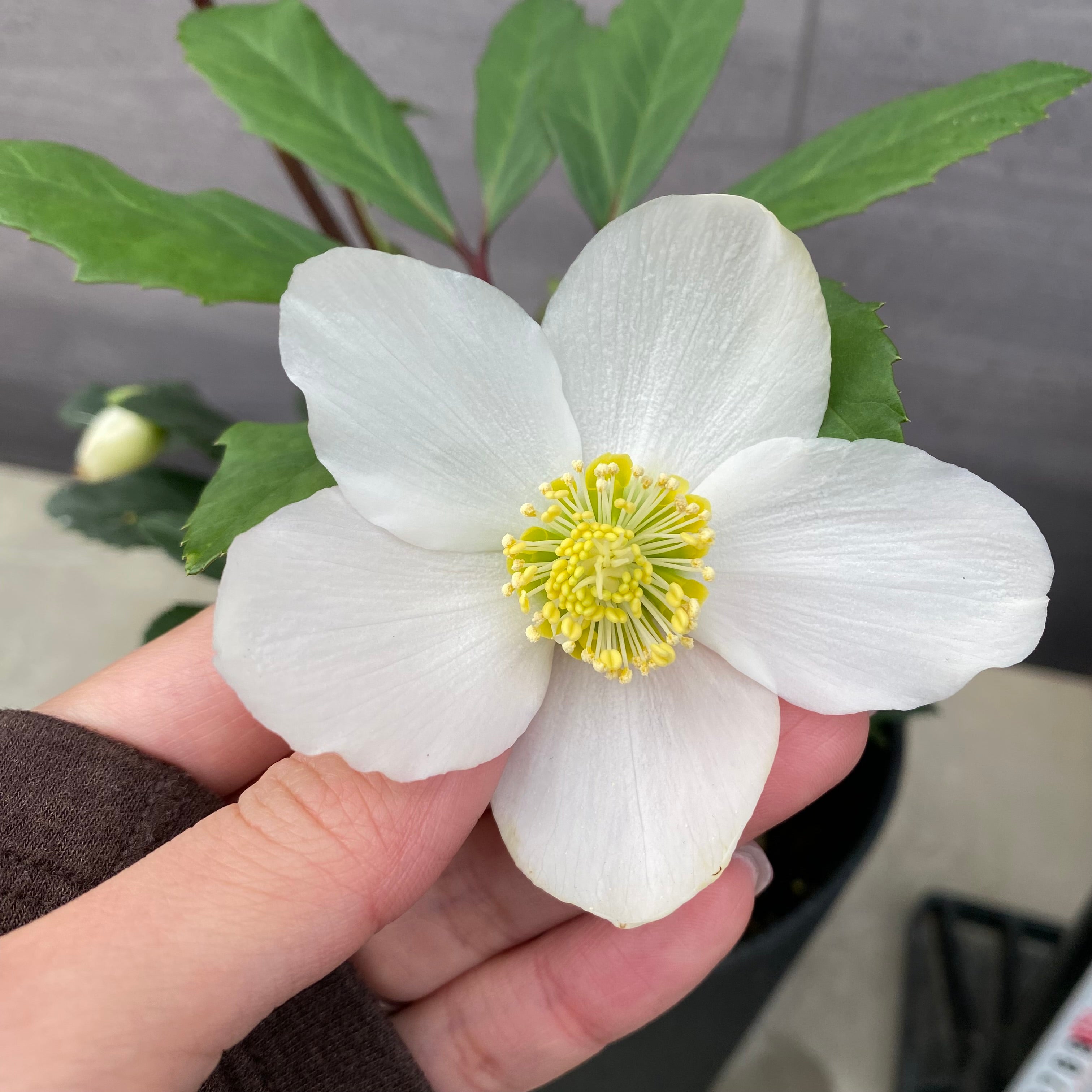 商品 – 植物家族