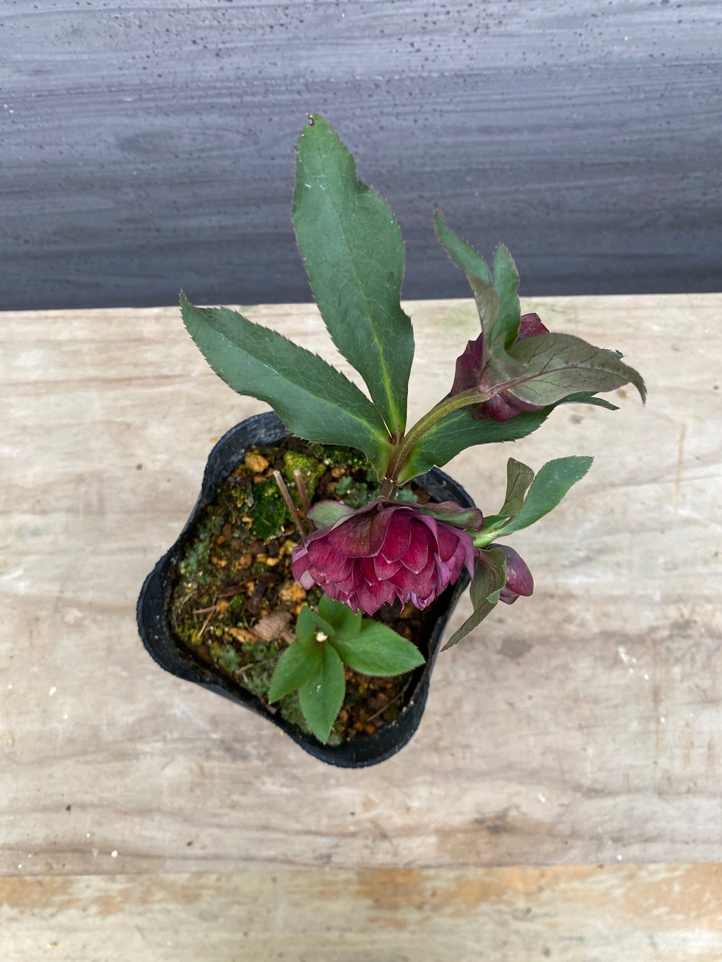 No.05104　横山園芸★クリスマスローズ　プリマドレス　5号苗ポット