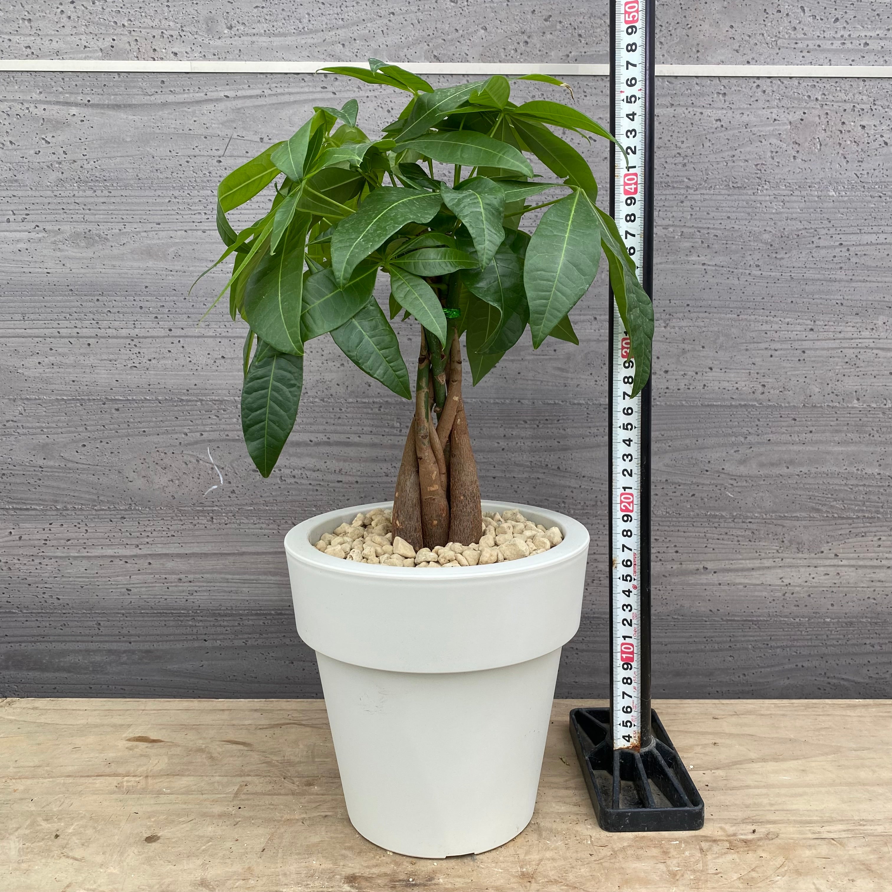 その他観葉植物 NORUTO Pickup 全ての商品 – 植物家族