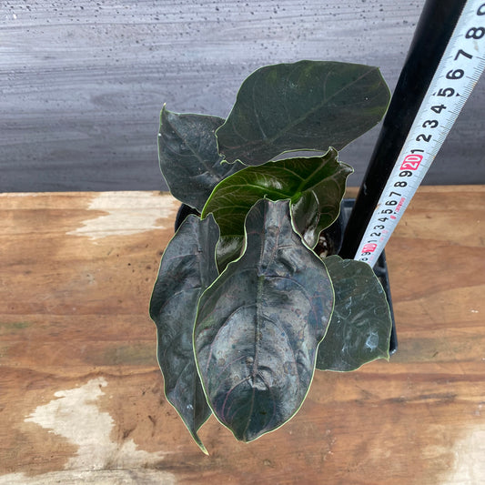 市場仕入れ即売会　No.25043　アロカシアB　4号苗ポット