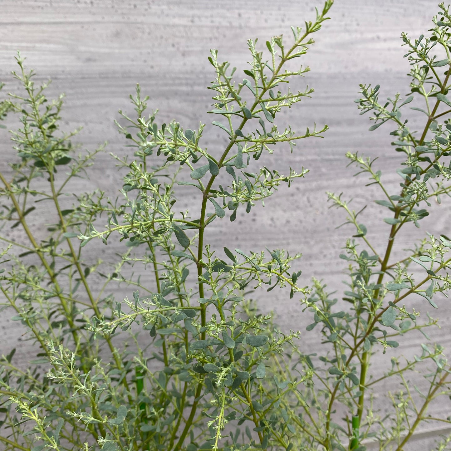 ユーカリ　フランスブルー　白陶器鉢
