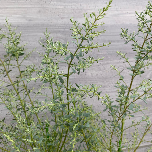 ユーカリ　フランスブルー　白陶器鉢
