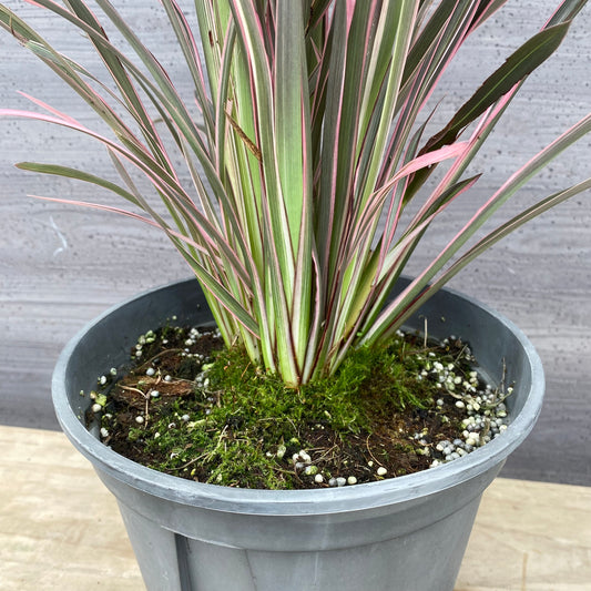 No.1304　ニューサイラン　ピンクストライプ　7号鉢