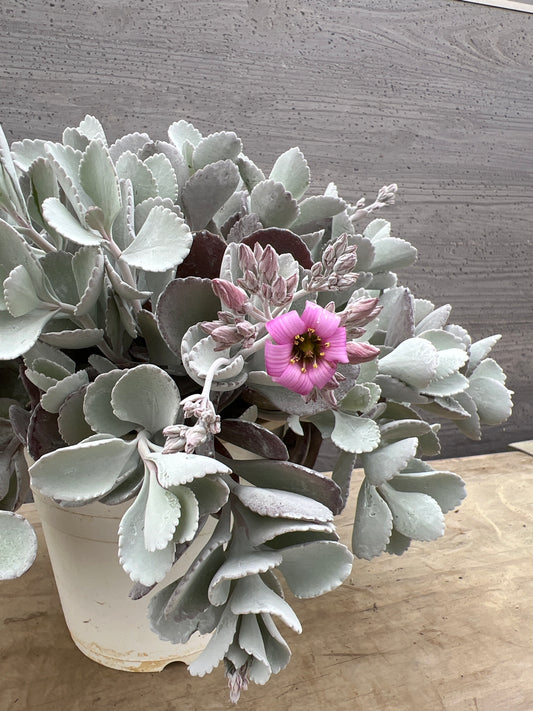 No.03006　カランコエ　プミラ　5号鉢