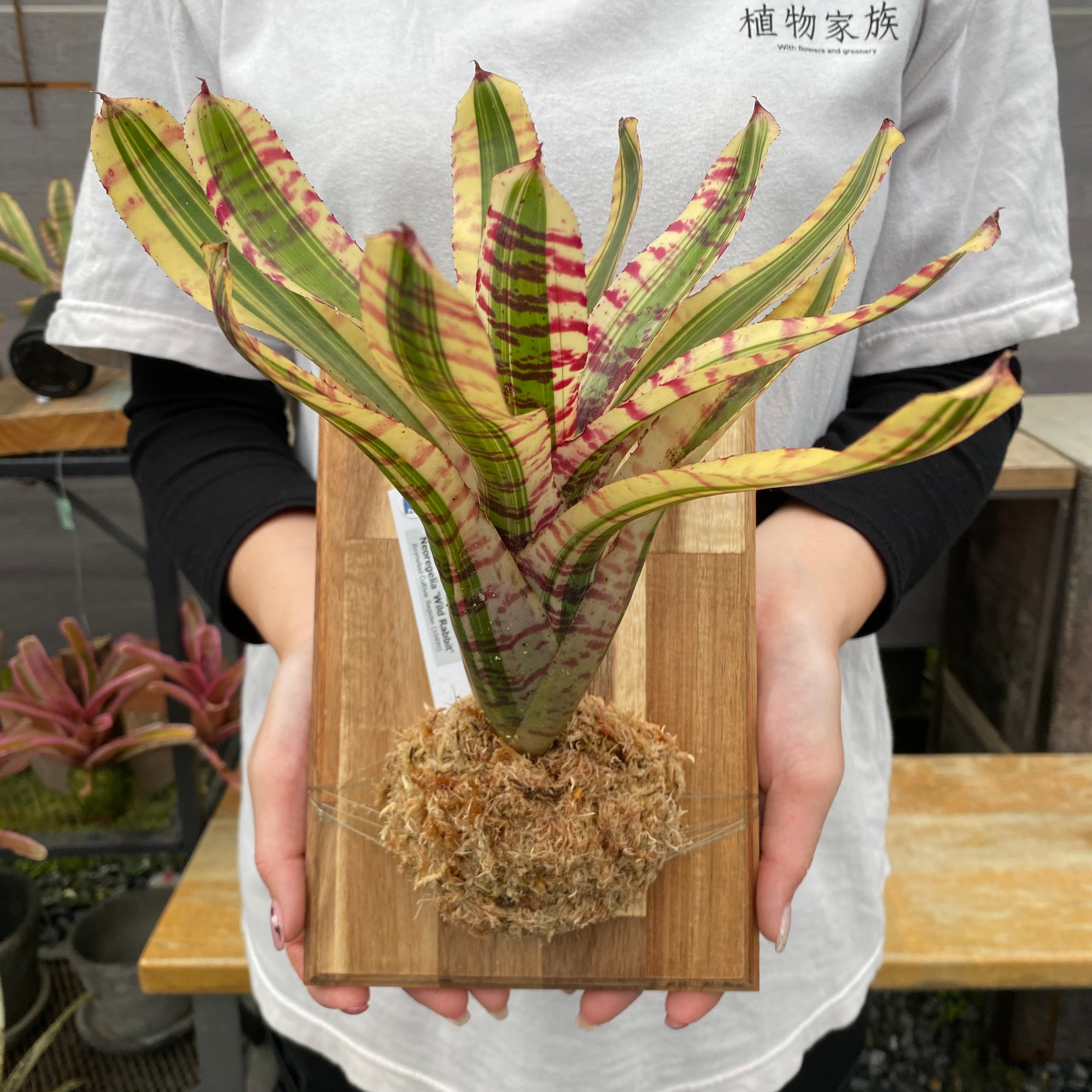 Pickup 全ての商品 – 植物家族