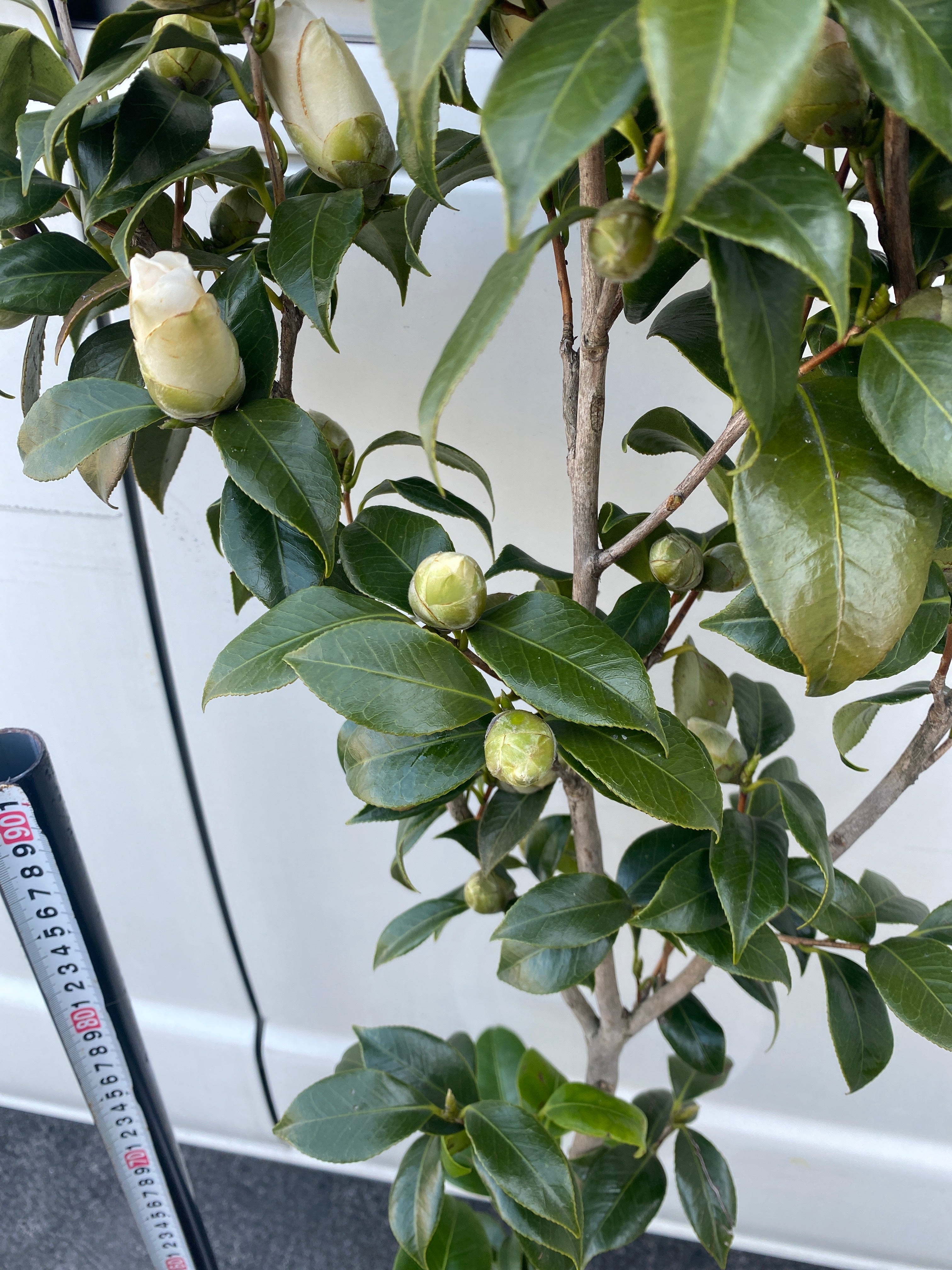 M008 椿 白玉 9号鉢 – 植物家族