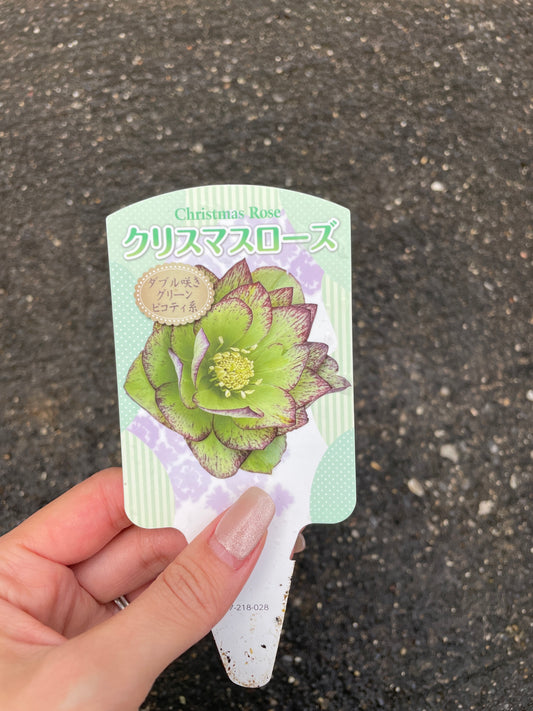 M23　クリスマスローズ　ダブル咲き　グリーンピコティ系　5号鉢