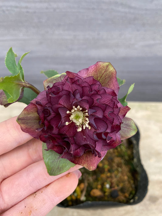 No.05127 横山園芸★クリスマスローズ プリマドレス 5号苗ポット