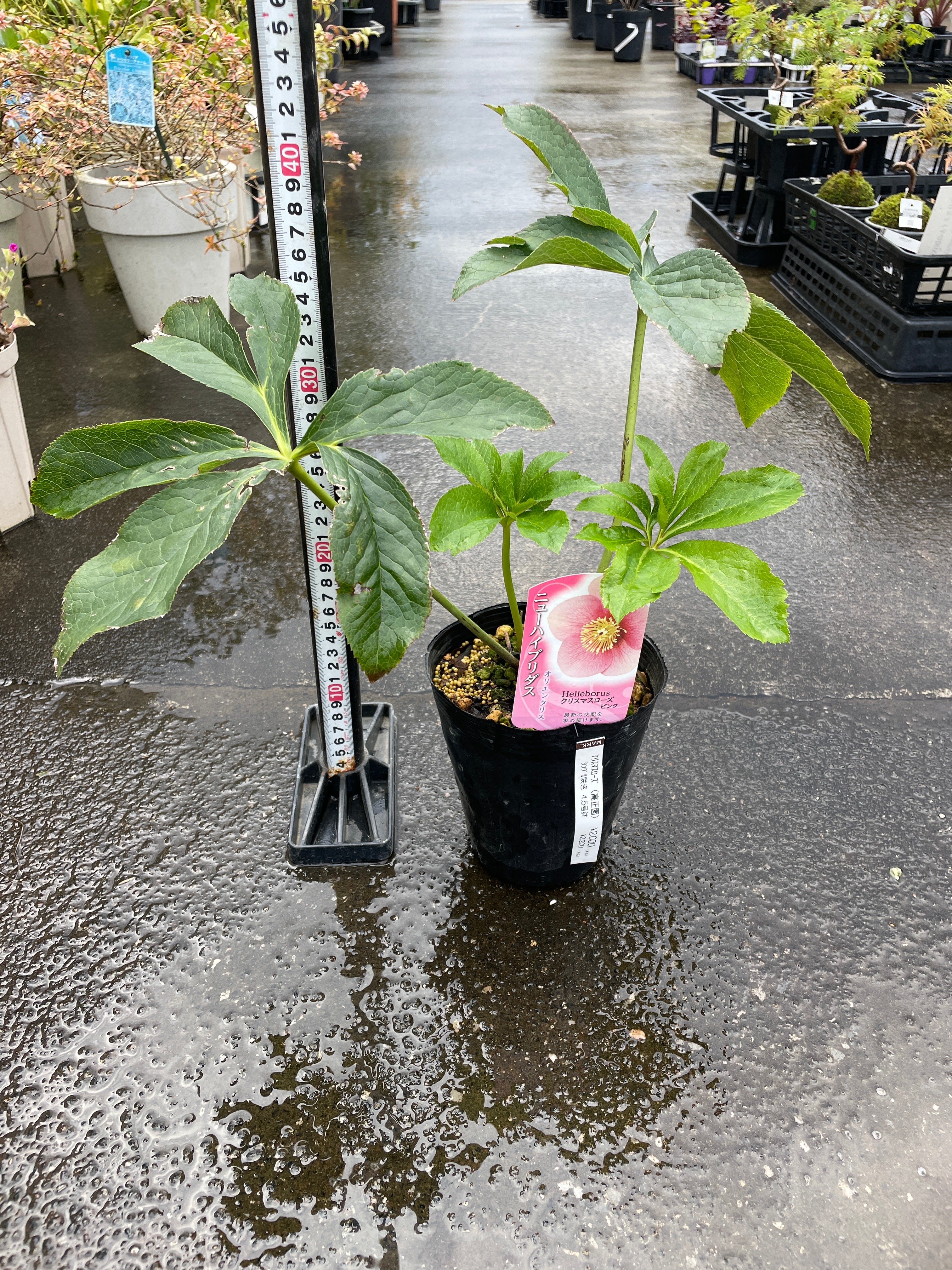 M26 クリスマスローズ ピンク 4.5号苗ポット – 植物家族