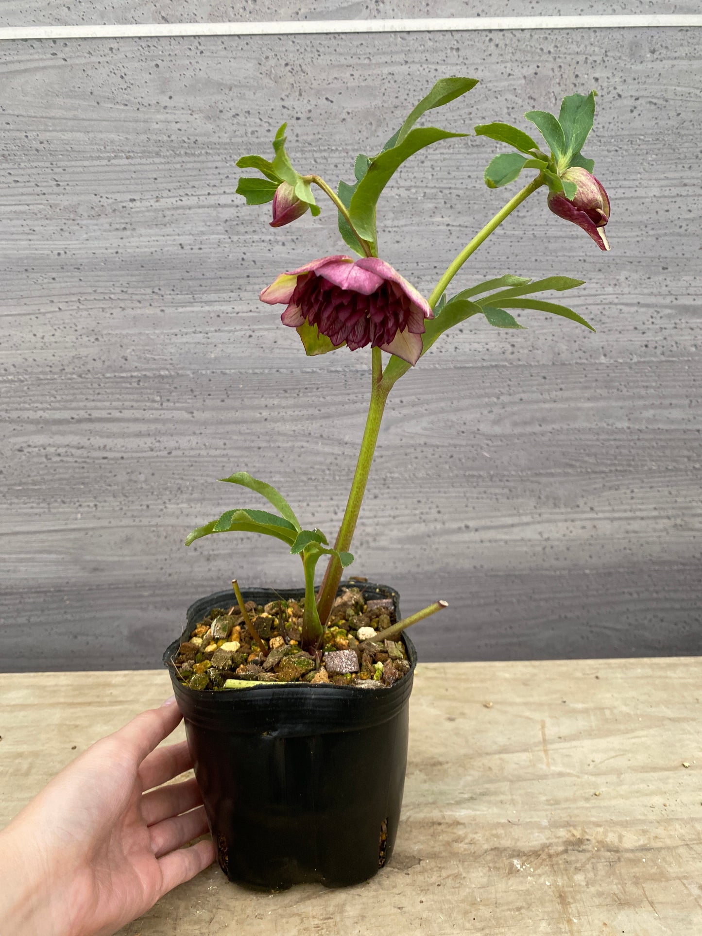 No.05118　横山園芸★クリスマスローズ　プリマドレス　5号苗ポット