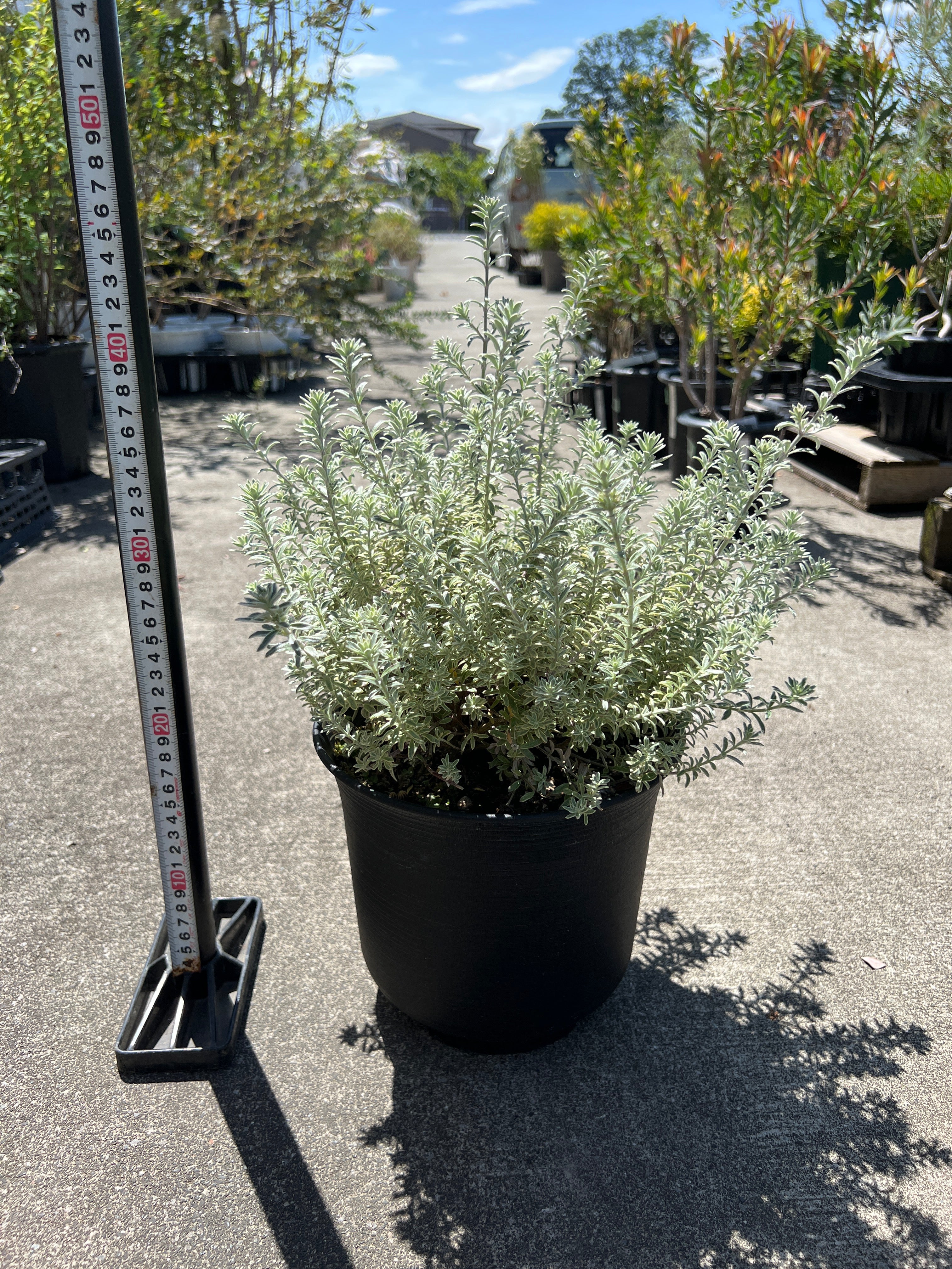 オージープランツ – 植物家族