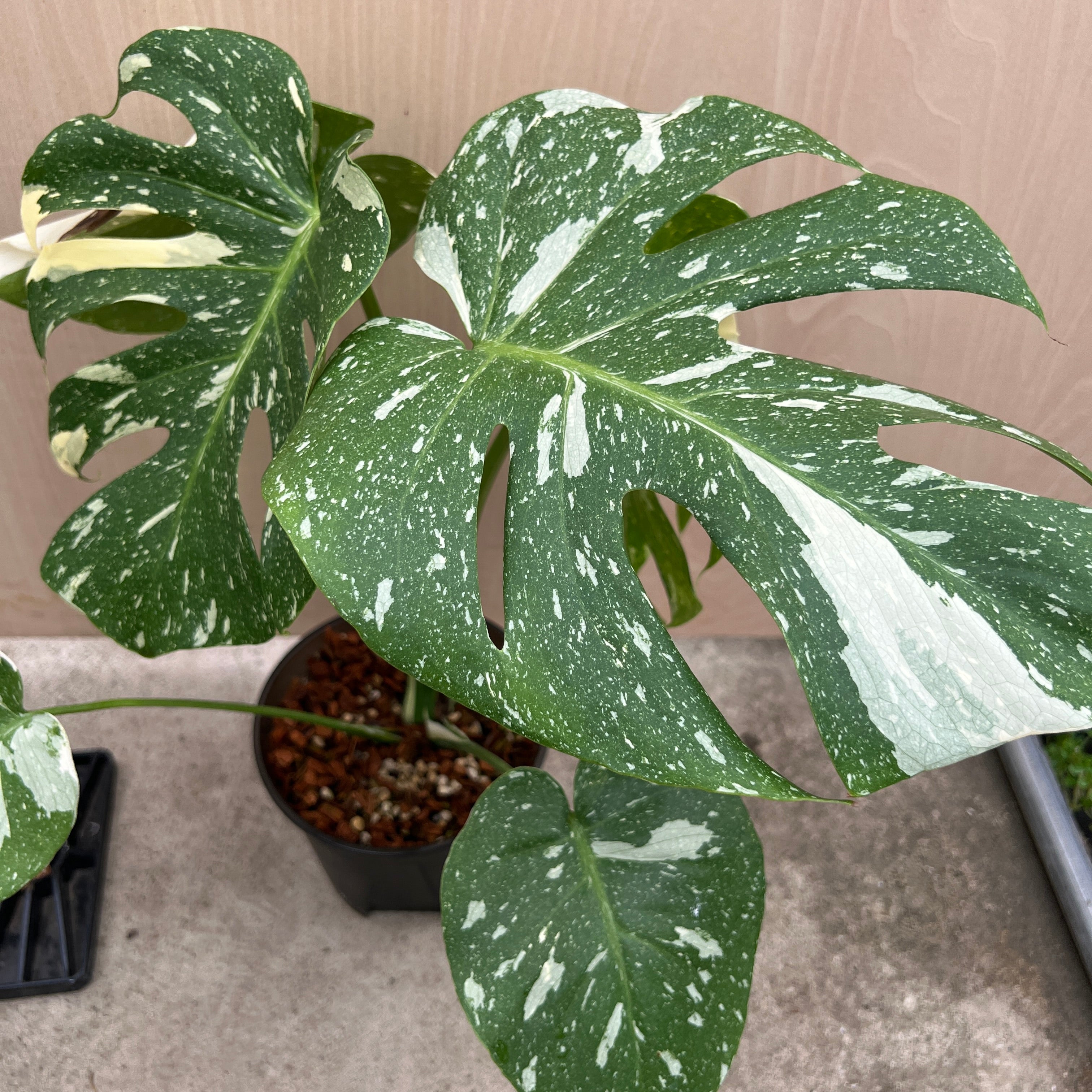 ち*こ様 Q541 （モンステラ・タイ・フルミント）希少株 モンステラ ジャングル ミント (Borsigiana x Deliciosa Mint) | 希少