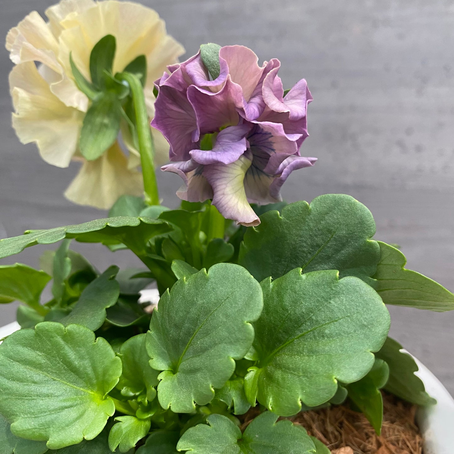 寄せ植えS　花郷園さんオリジナル　5号陶器鉢