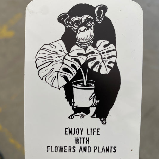 Mr.ポポ様売約済み　モンステラ　花郷園さんオリジナルポット