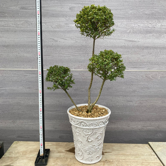 No.19006　キンメツゲ　3本仕立て　ホワイトプラ鉢