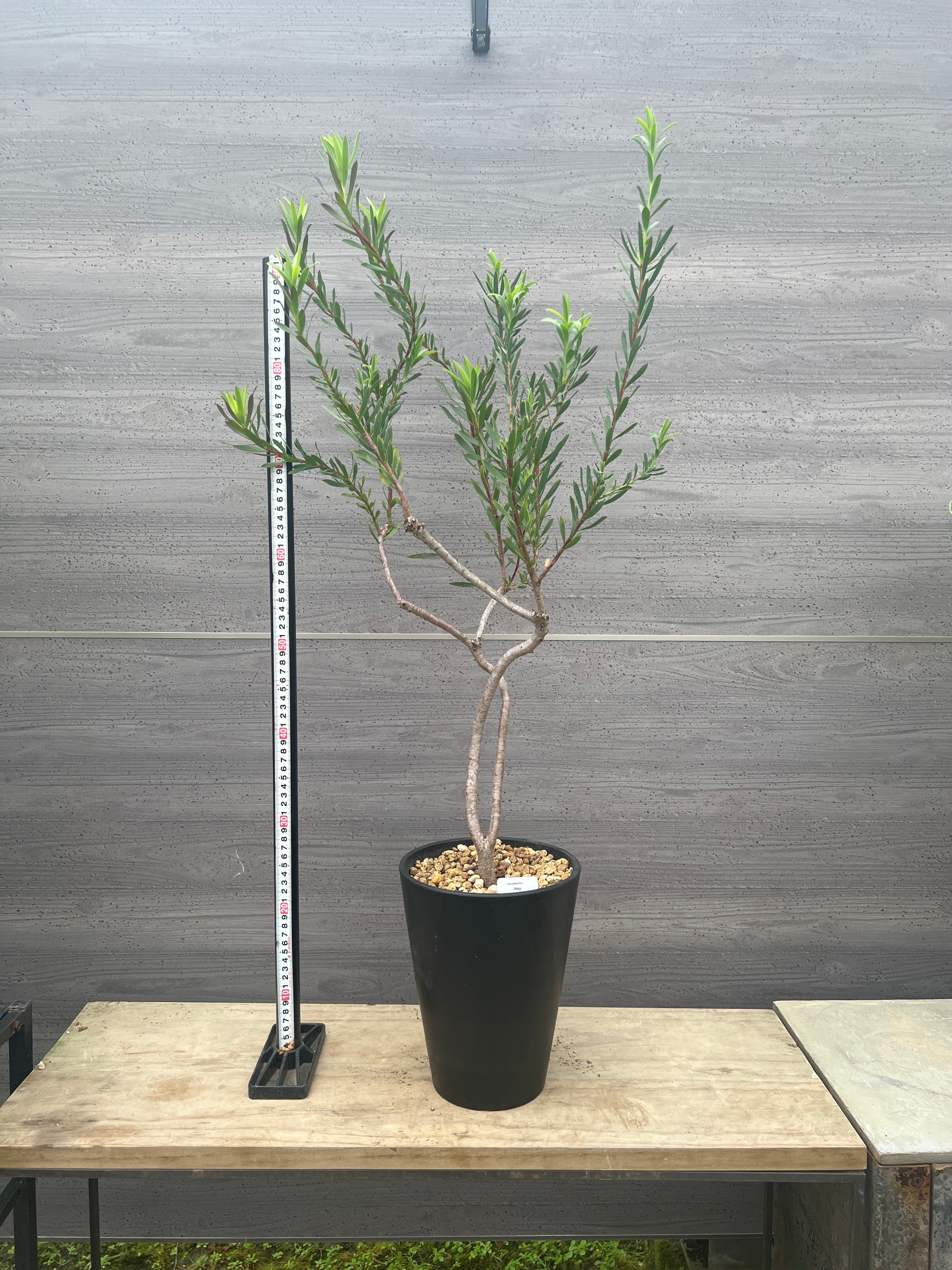 植物家族