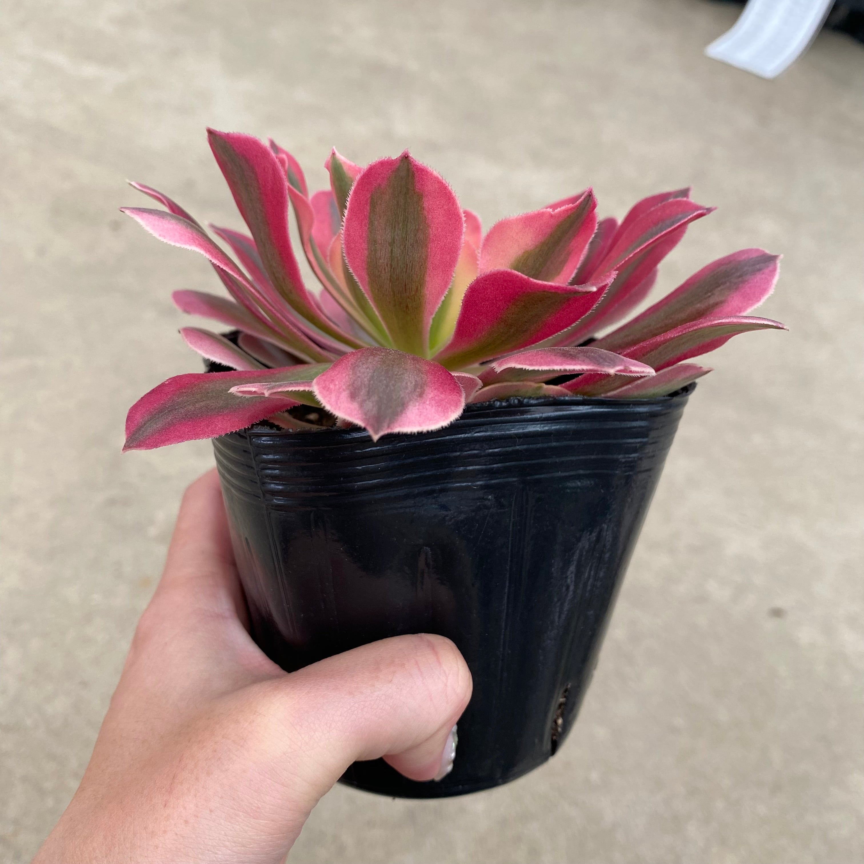 ぱ*こ様 ❤️開花株❤️6号❤️沢山新芽❤️根っこパンパン❤️423【ソレイユ系 Pickup 全ての商品 – 植物家族