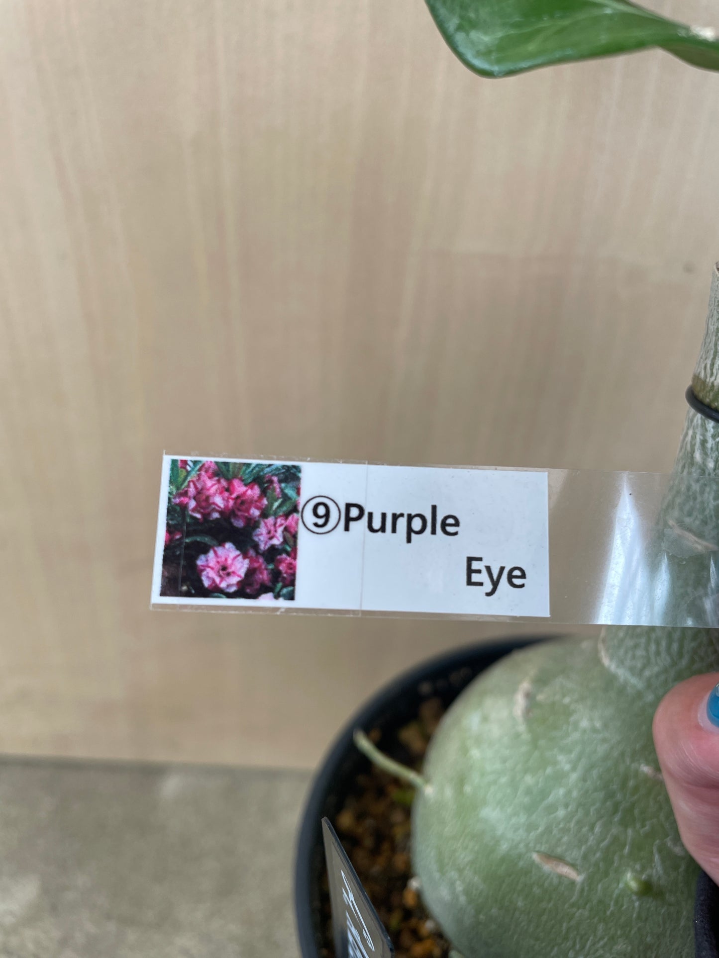 No.04051　アデニウム　Purple Eye　4号鉢