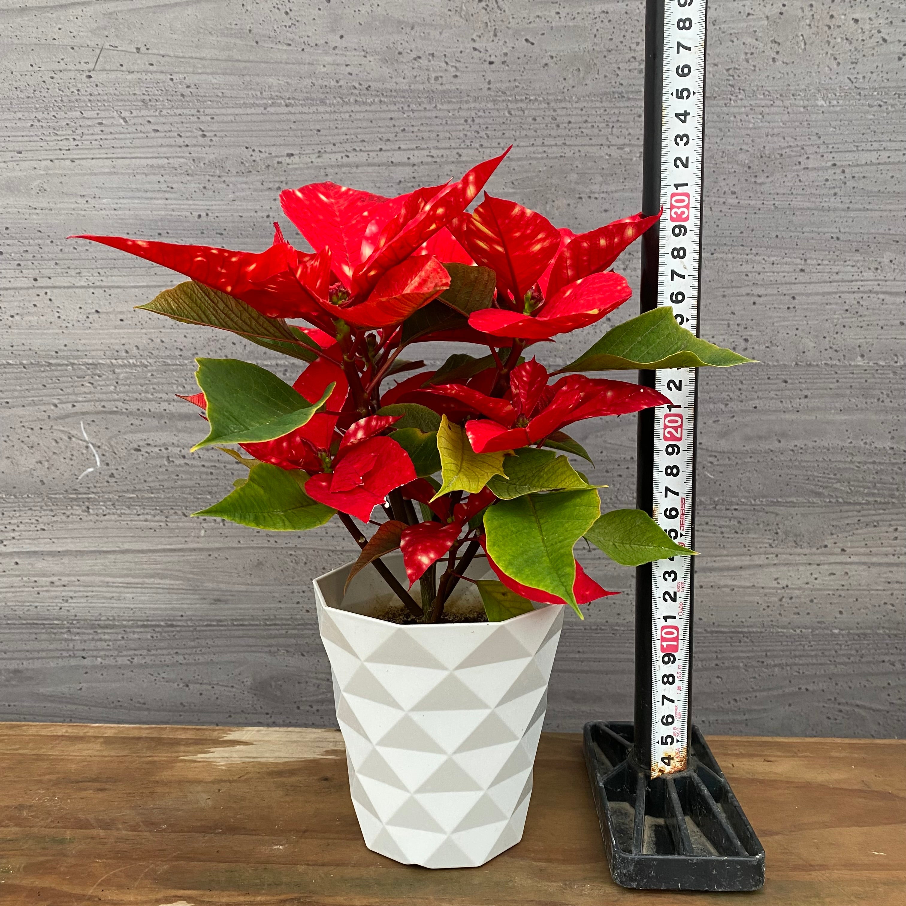 Pickup 全ての商品 – 植物家族