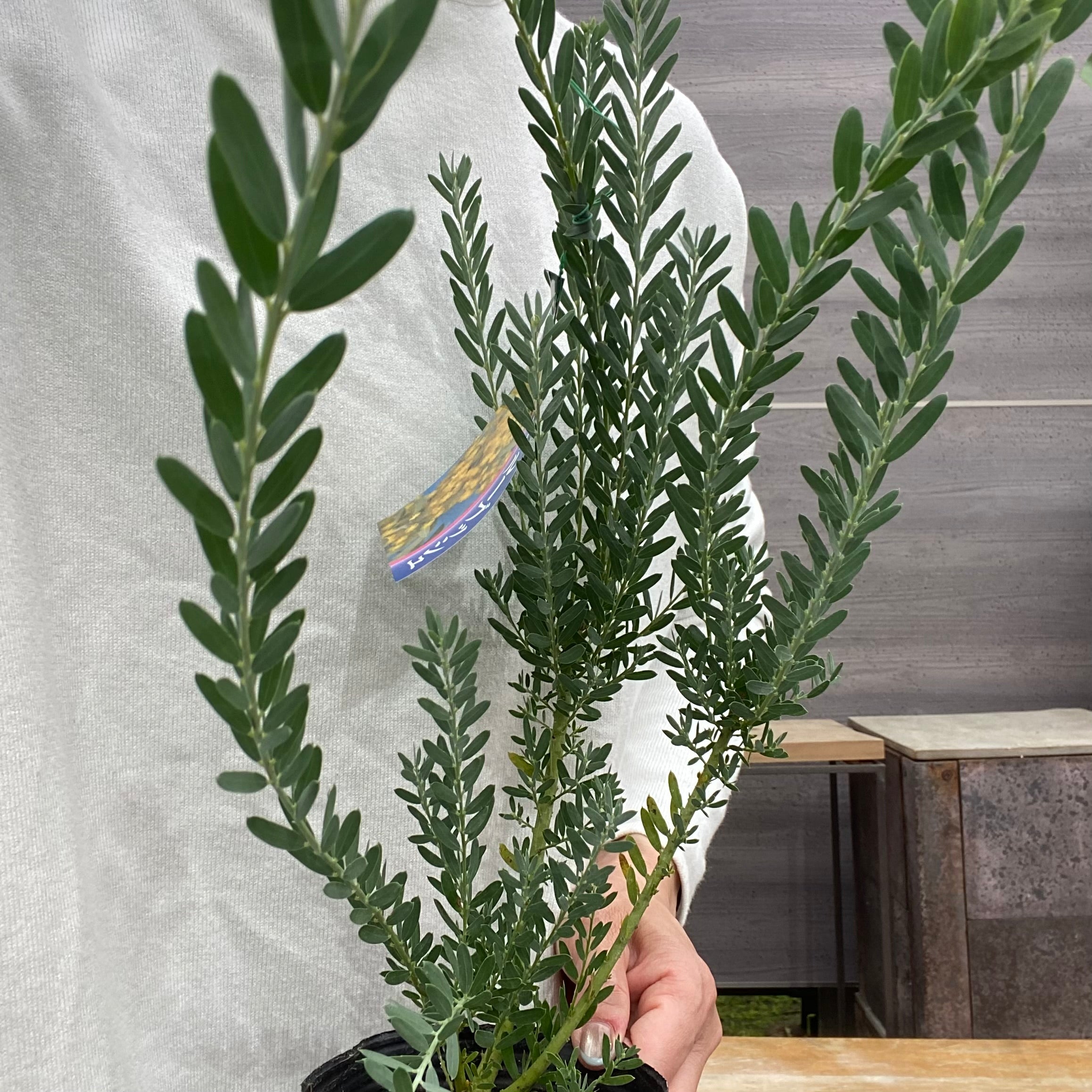 アカシア ブルーブッシュ 4号ポット – 植物家族