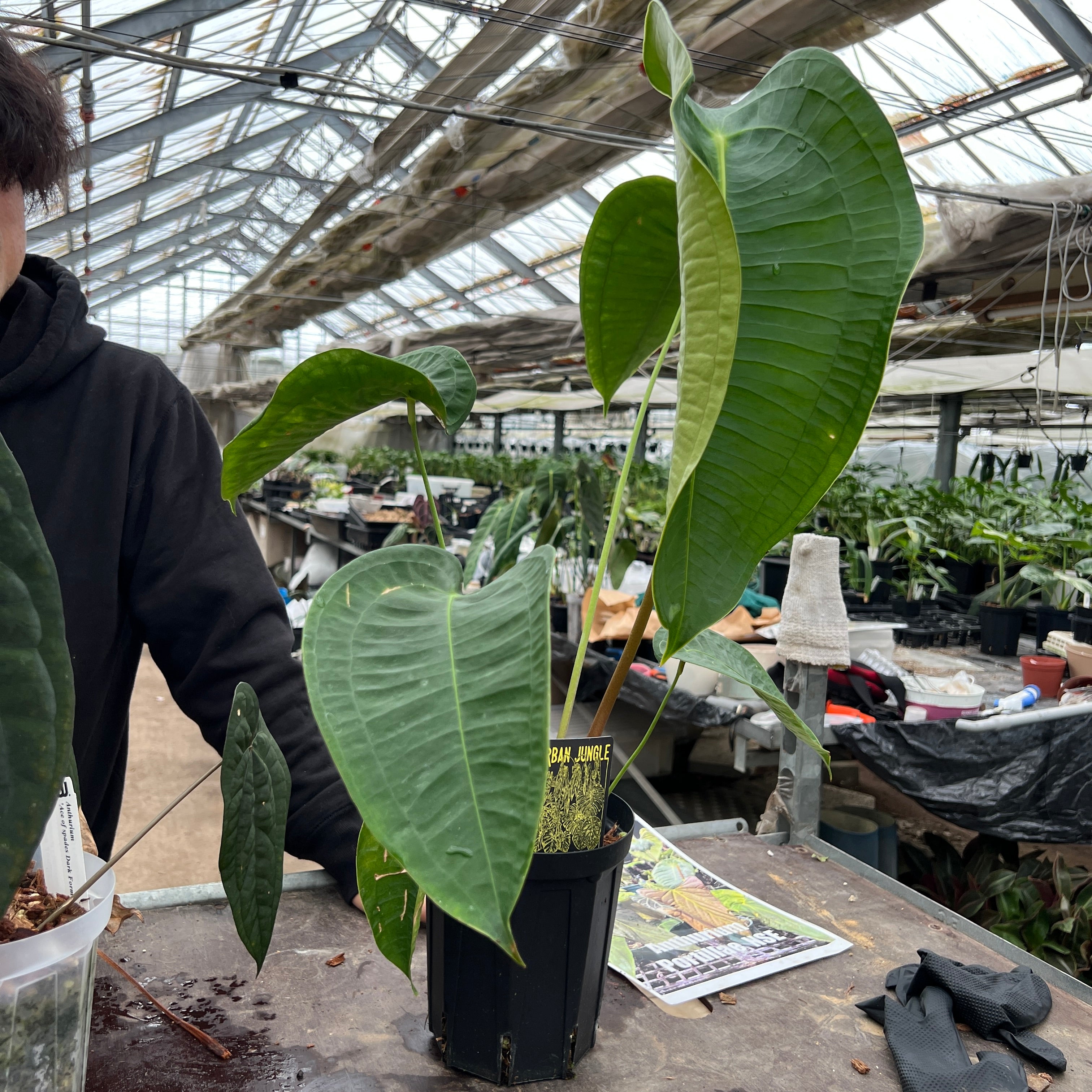 URBAN JUNGLE特集☆U54 アンスリウム ペルティゲラム 5号鉢 – 植物家族