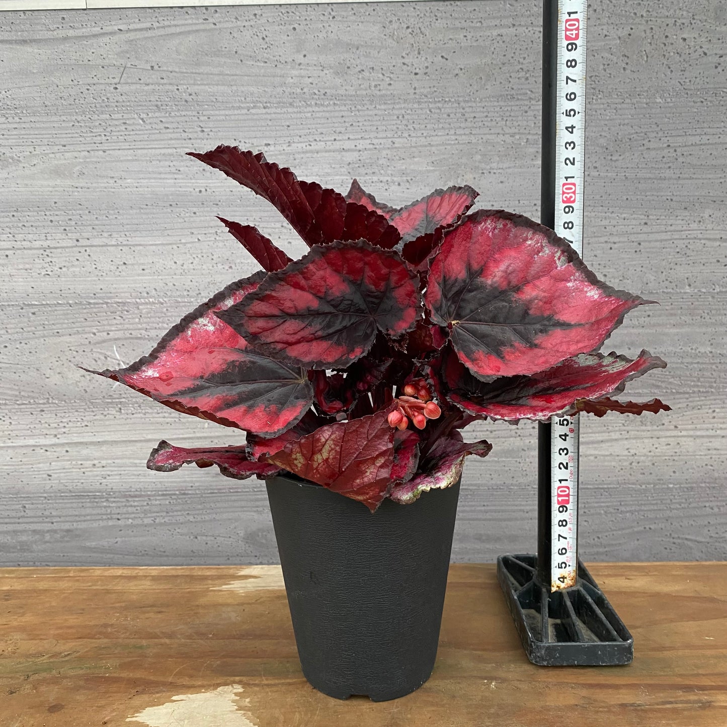 市場仕入れ即売会　No.25010　レックスベゴニア　ヨウロウノハル　4号鉢