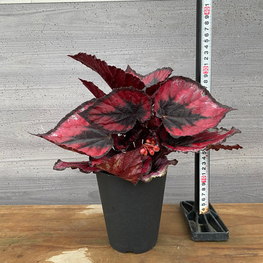 市場仕入れ即売会　No.25010　レックスベゴニア　ヨウロウノハル　4号鉢