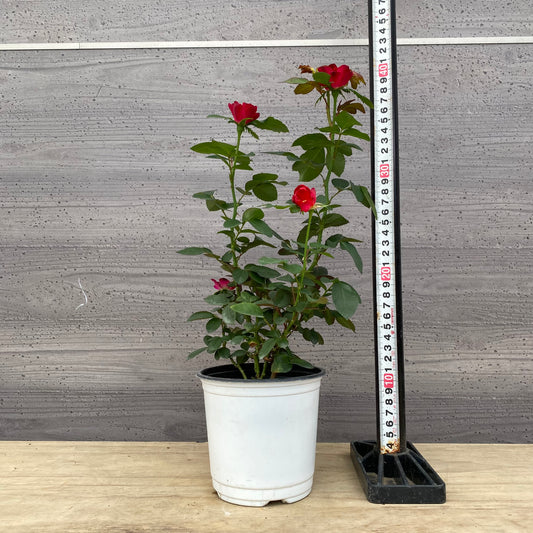 バラ ゼプティ 4.5号鉢